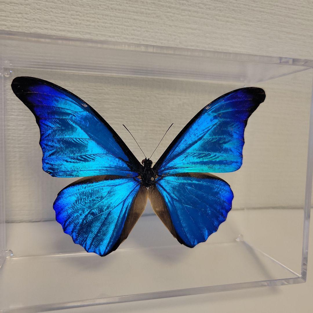 蝶の標本　熱帯ジャングルを舞う宝石(珍珍)