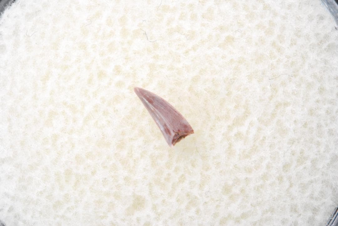 化石 コエロフィシス 歯 [DS394] 恐竜 希少 レア