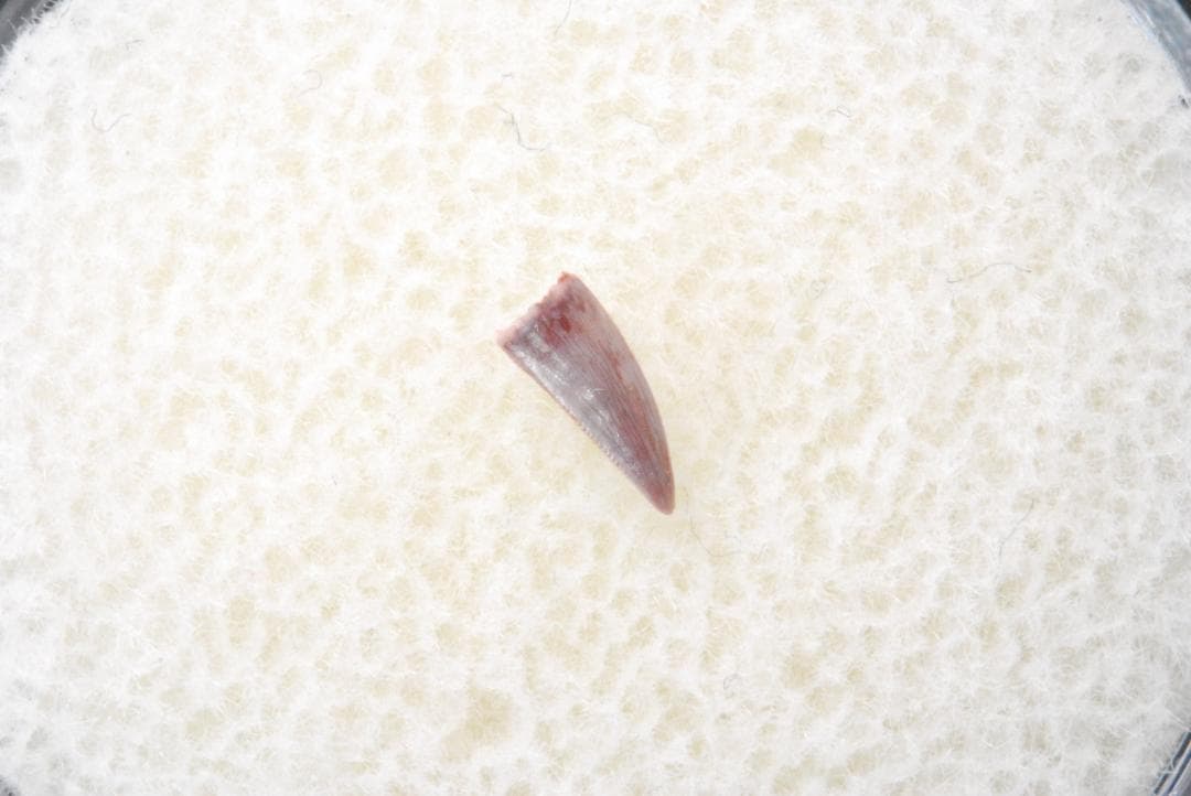 化石 コエロフィシス 歯 [DS394] 恐竜 希少 レア