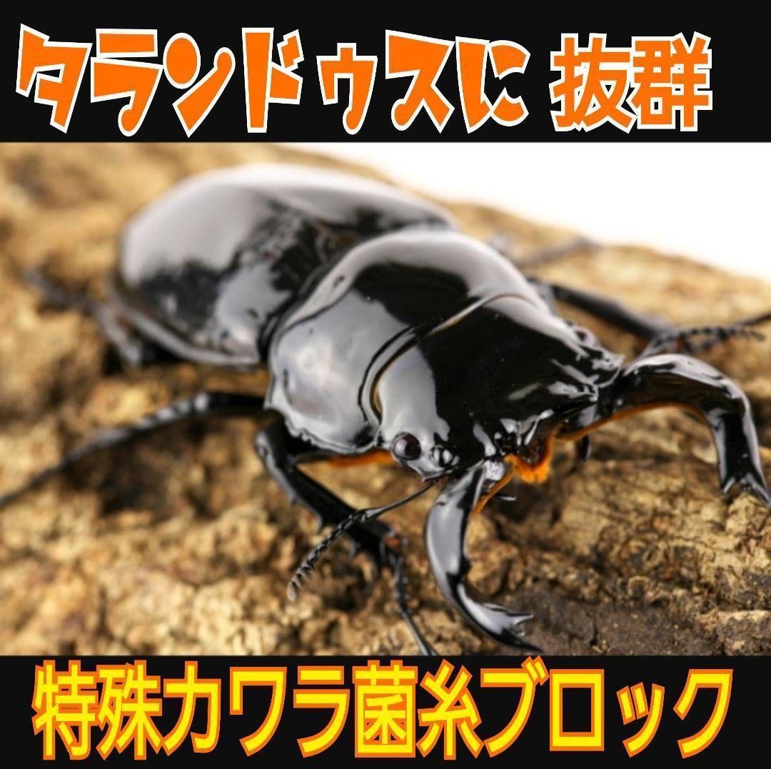 極上！カワラタケ菌糸瓶　特大1500ml【5本】特殊アミノ酸強化配合！デカクなる