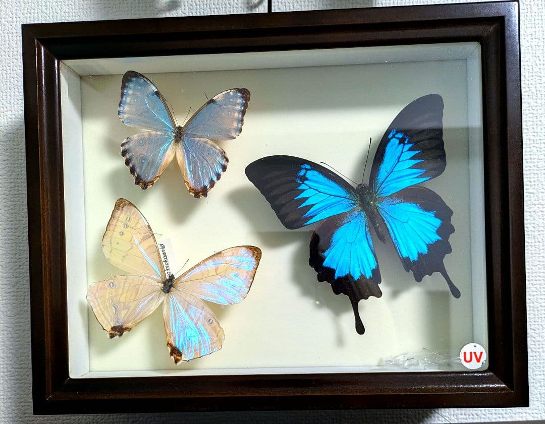 モルフォ蝶　標本　まとめ売り