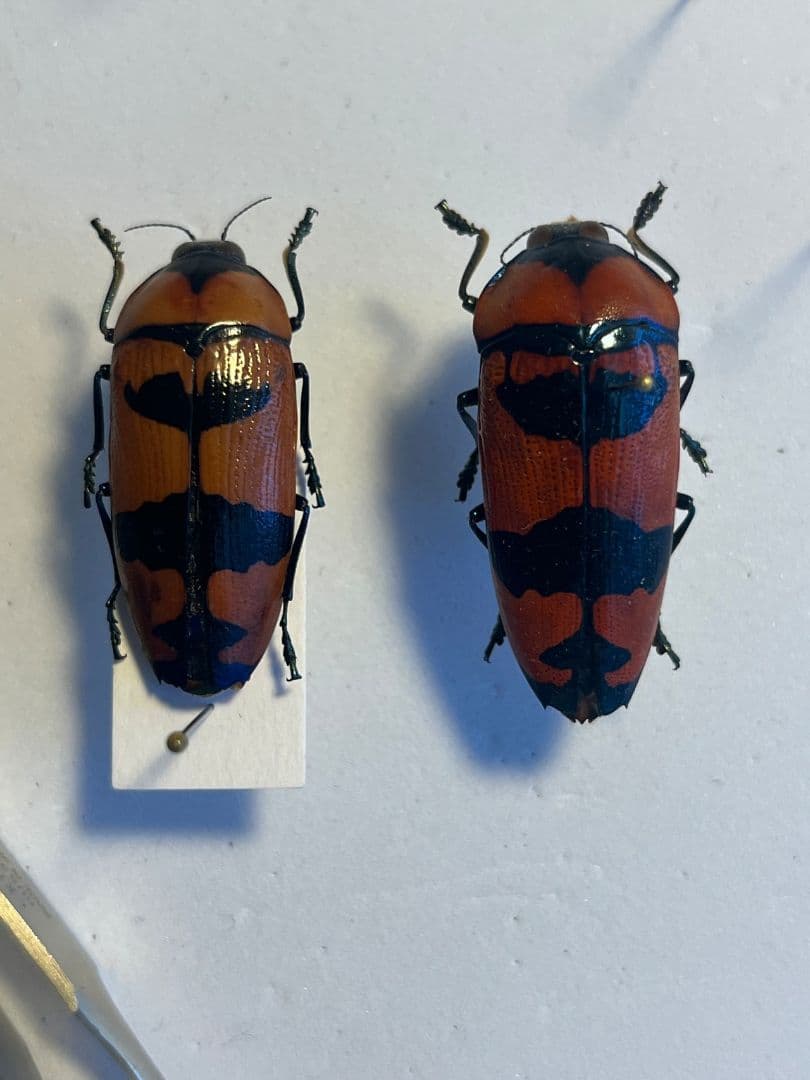 【35mm】クロモンベニオウサマムカシタマムシ Calodema標本 スハンダエ