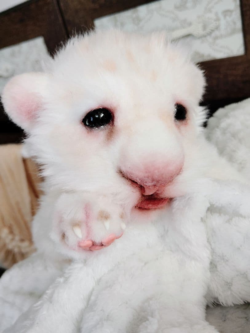 ぽってりお腹のホワイトライオンベビー♡赤ちゃん♡アートドール♡ぬいぐるみ♡