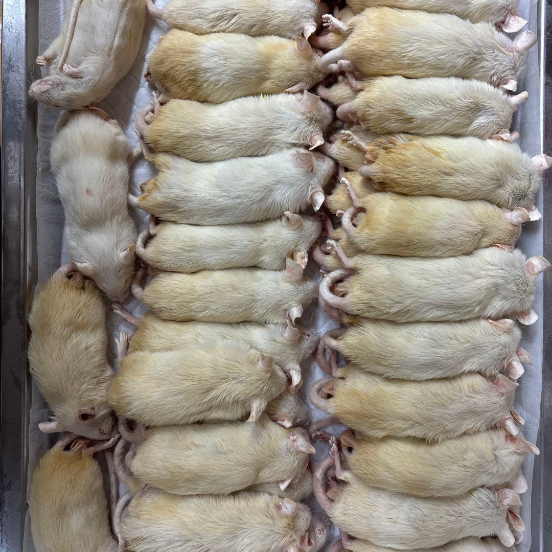 訳あり冷凍マウスML 50匹