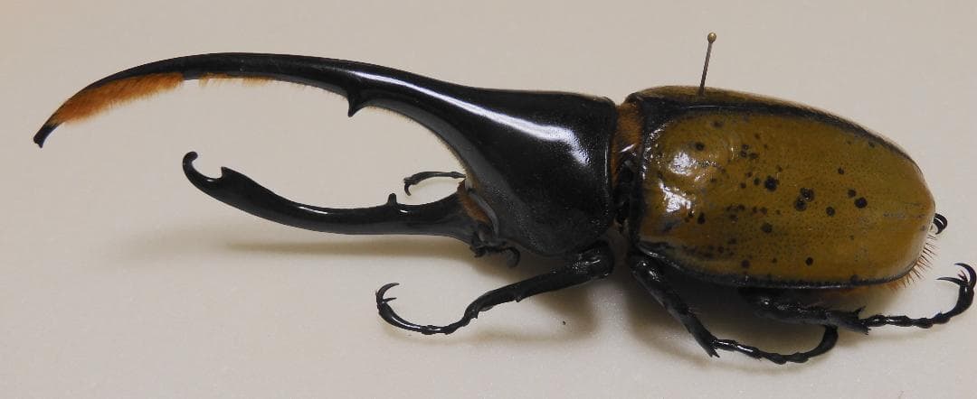 コロンビア産リッキーヘラクレスオオカブト3