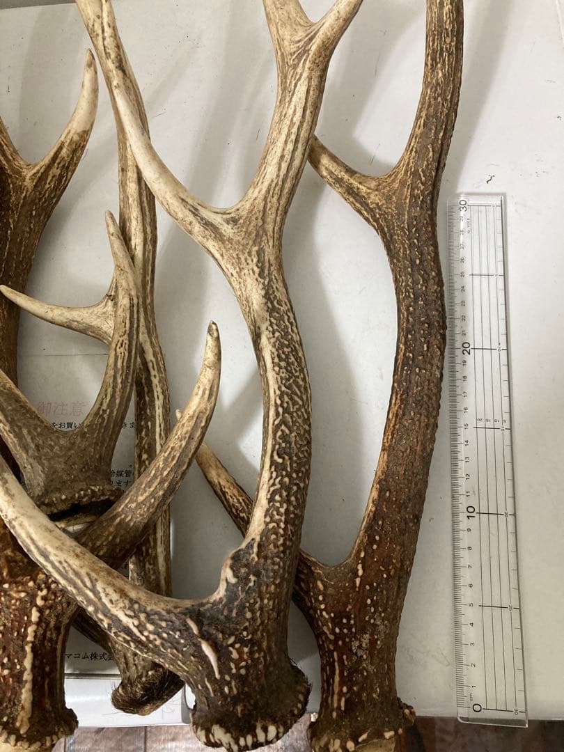 メルカリのルールによる表示　エゾシカ　鹿角　ホーン　蝦夷鹿角　三叉四尖