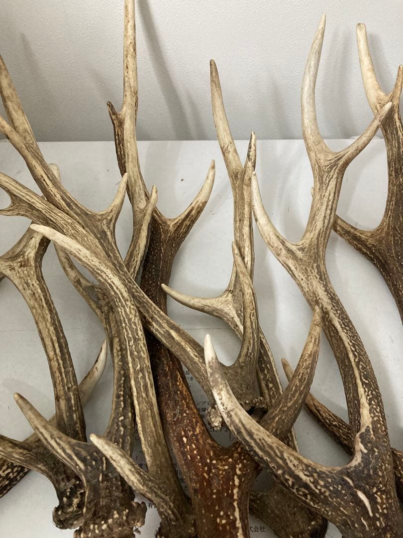 メルカリのルールによる表示　エゾシカ　鹿角　ホーン　蝦夷鹿角　三叉四尖