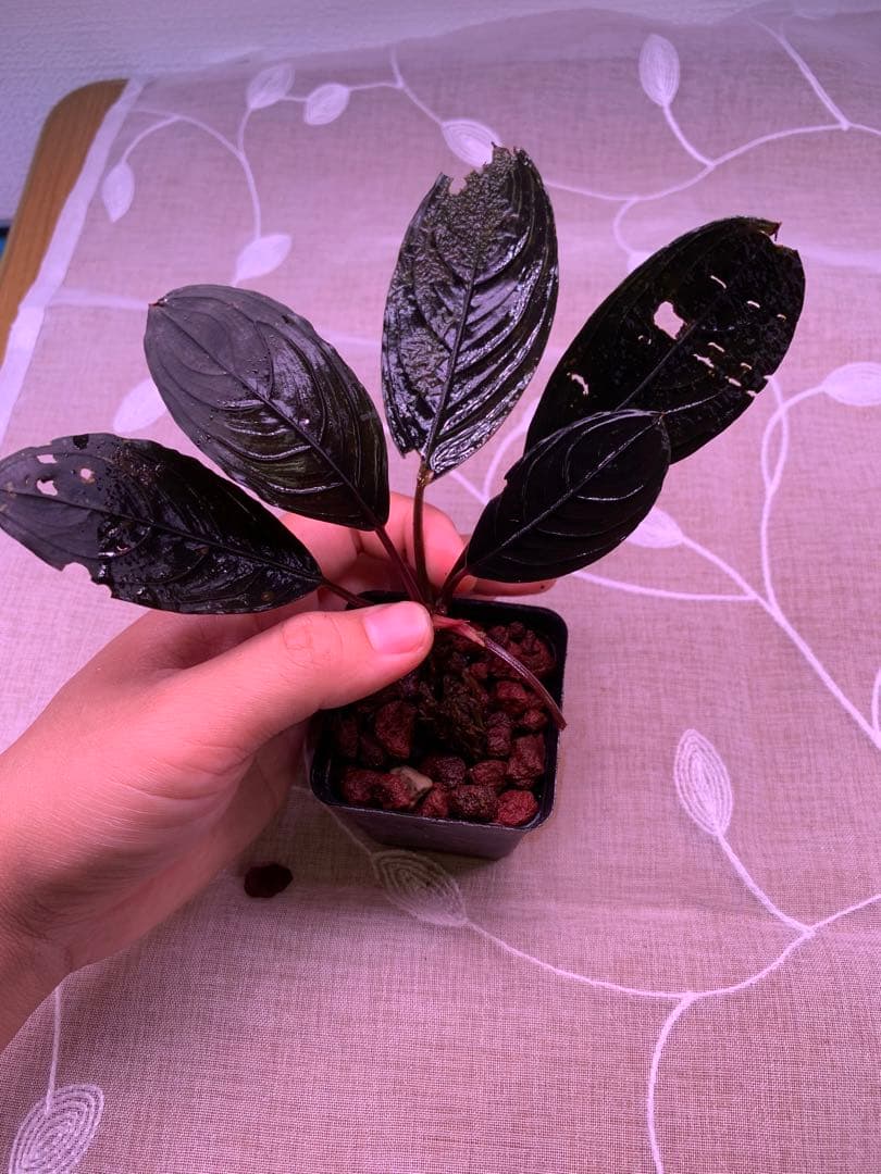 ブセファランドラ　スケルトンキング　１５株