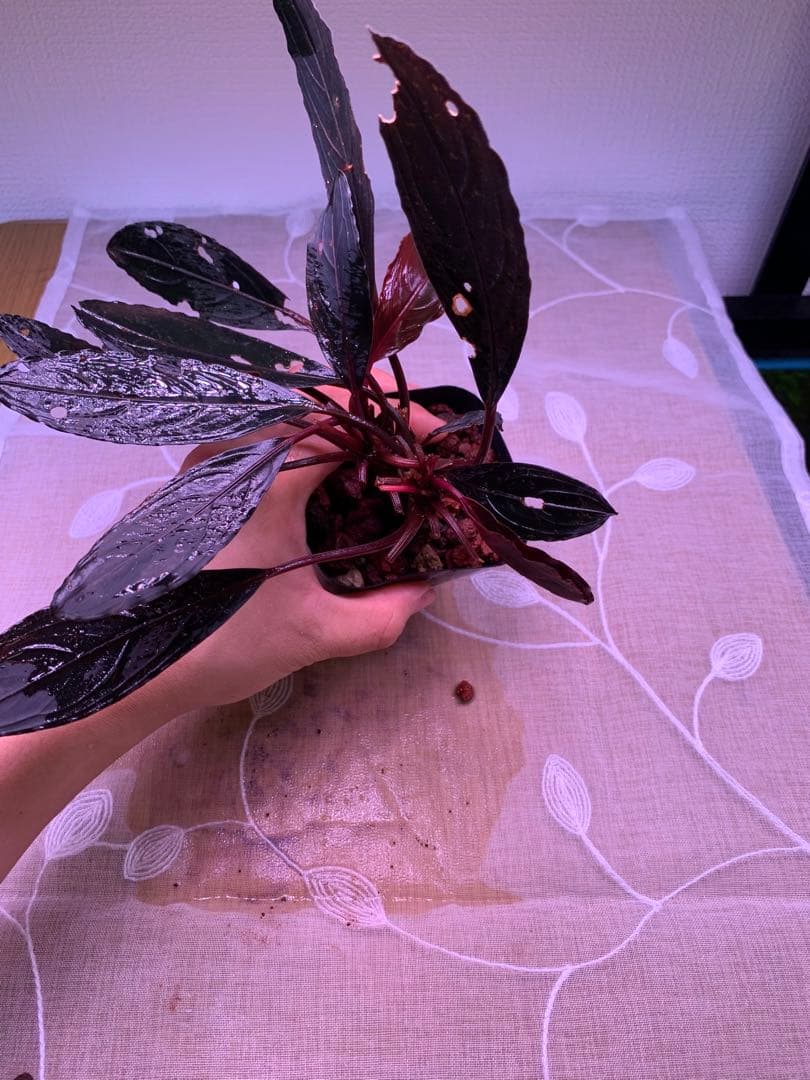 ブセファランドラ　スケルトンキング　１５株