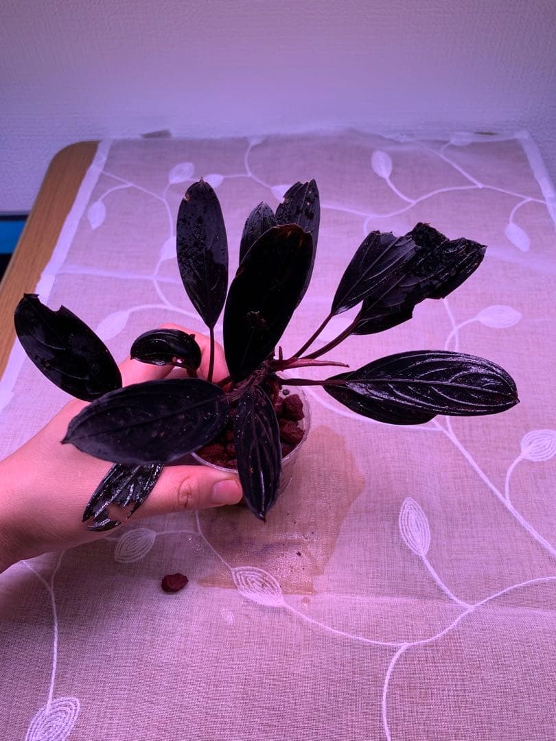 ブセファランドラ　スケルトンキング　１５株