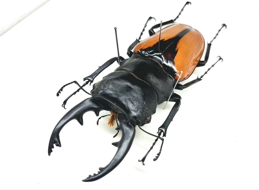 ブルマイスターツヤクワガタ　標本　ペア