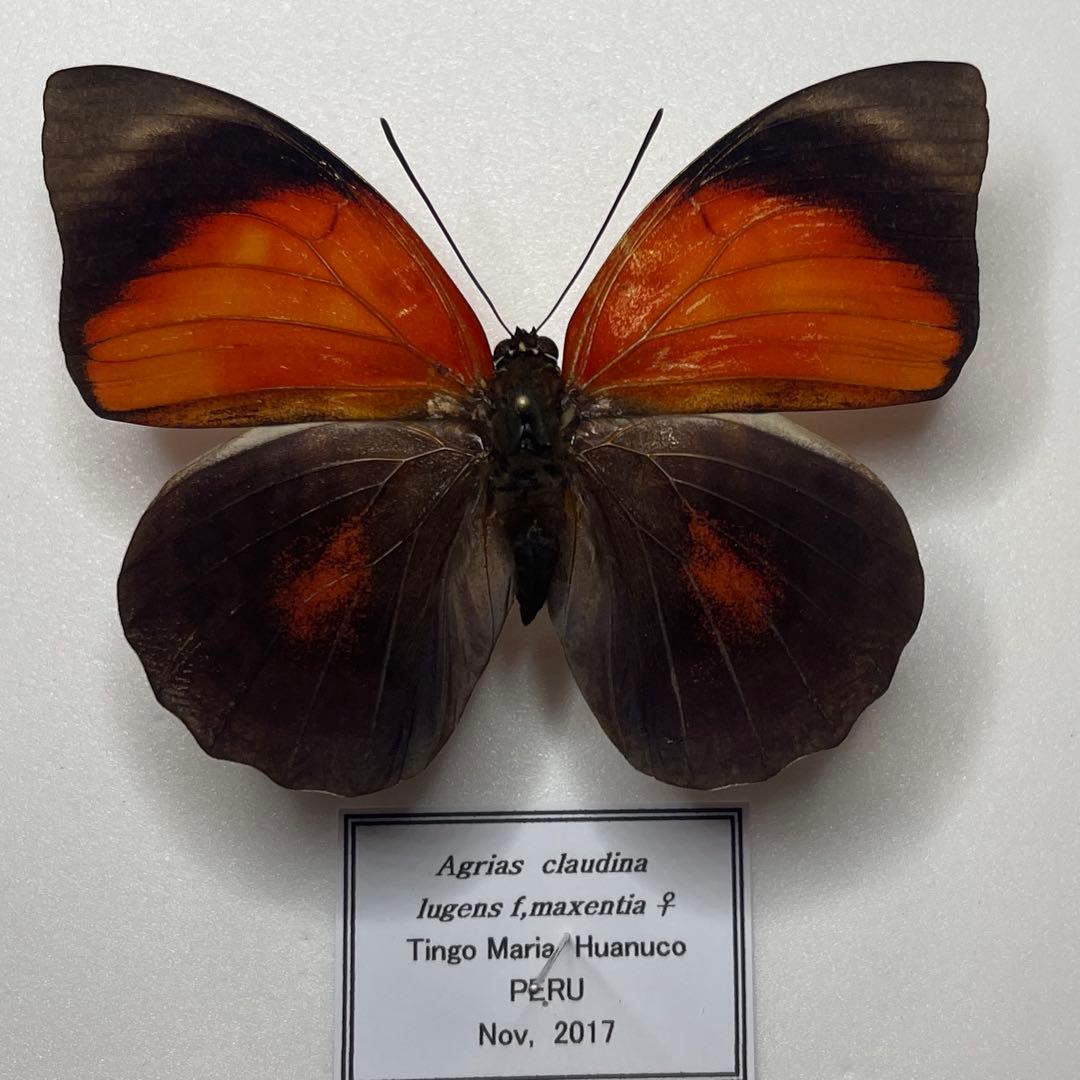 Agrias claudina lugens ♀8mm