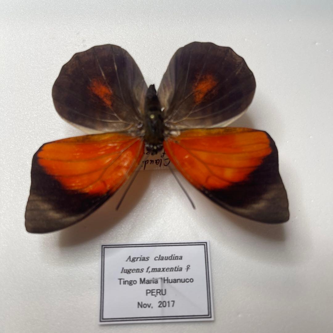 Agrias claudina lugens ♀8mm