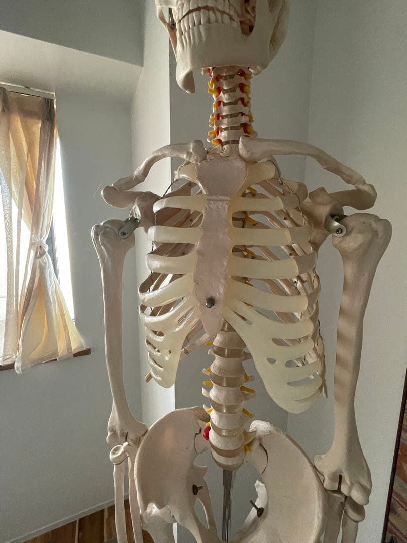 可動式プラスチック人体模型 約170cm 解剖学