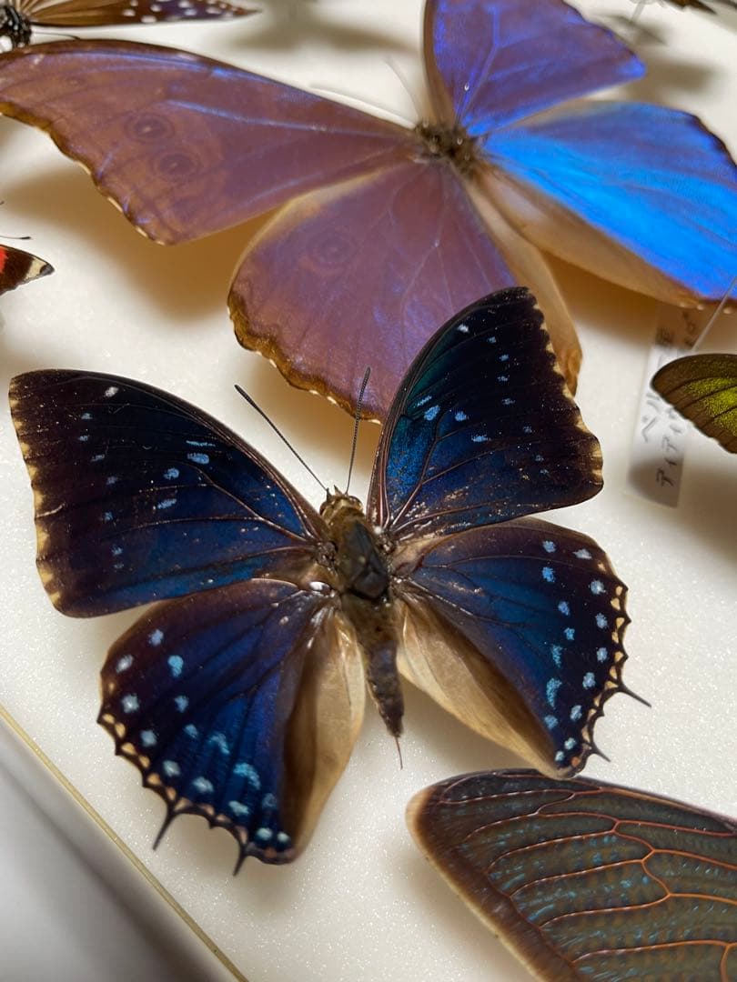 希少！外国産 国産 蝶標本12セット ディディウスモルフォ/ナンベイコムラサキ等