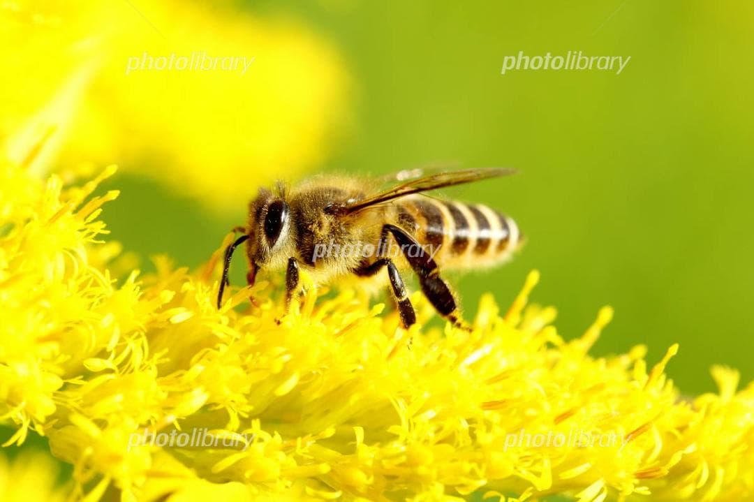 蜂蜜(日本蜜蜂1,1㎏×１本)