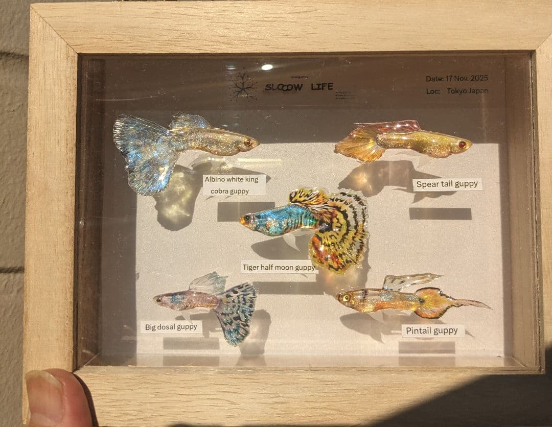 グッピー（5種）　標本箱
