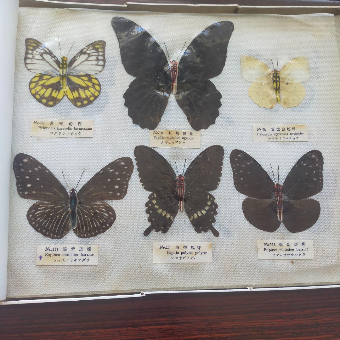 台湾産蝶類 標本 No. 100　101枚　中国