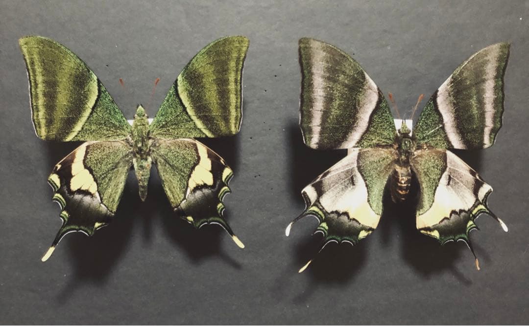 蝶標本　テングアゲハ　ペア