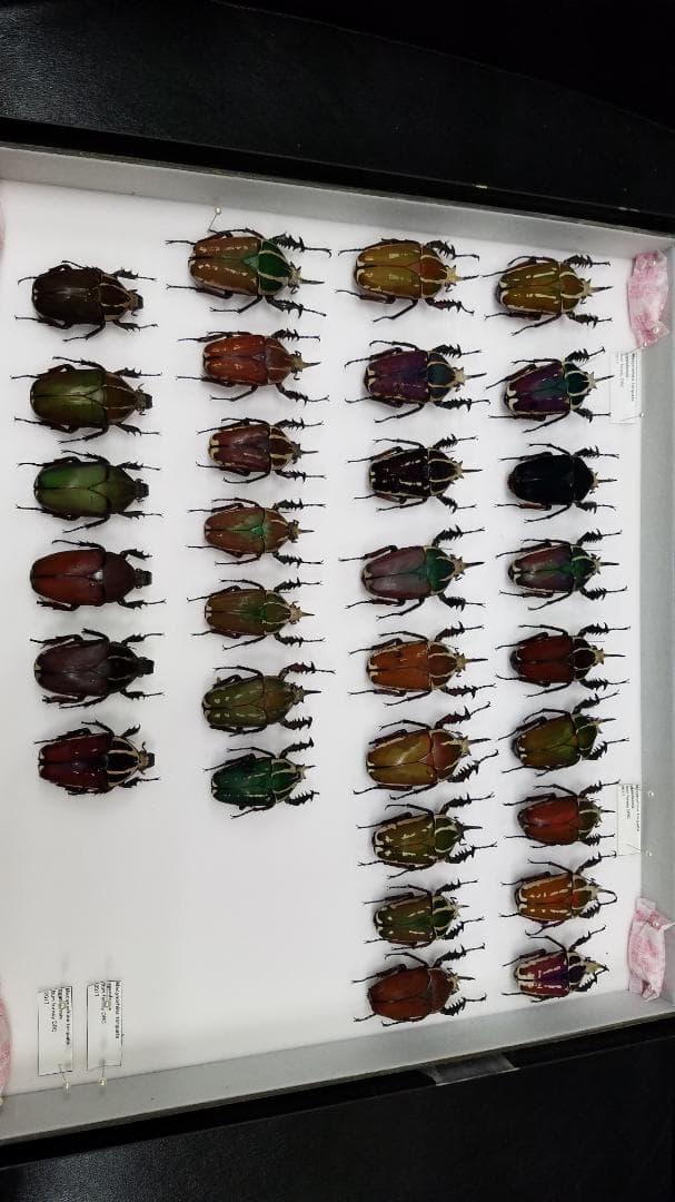 コレクションシリーズウガンデンシス