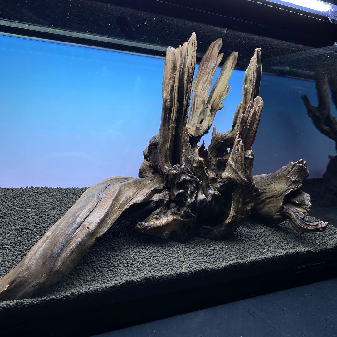 MRW-5822 赤系天然流木　自立流木　1点物　流木　アクアリウム