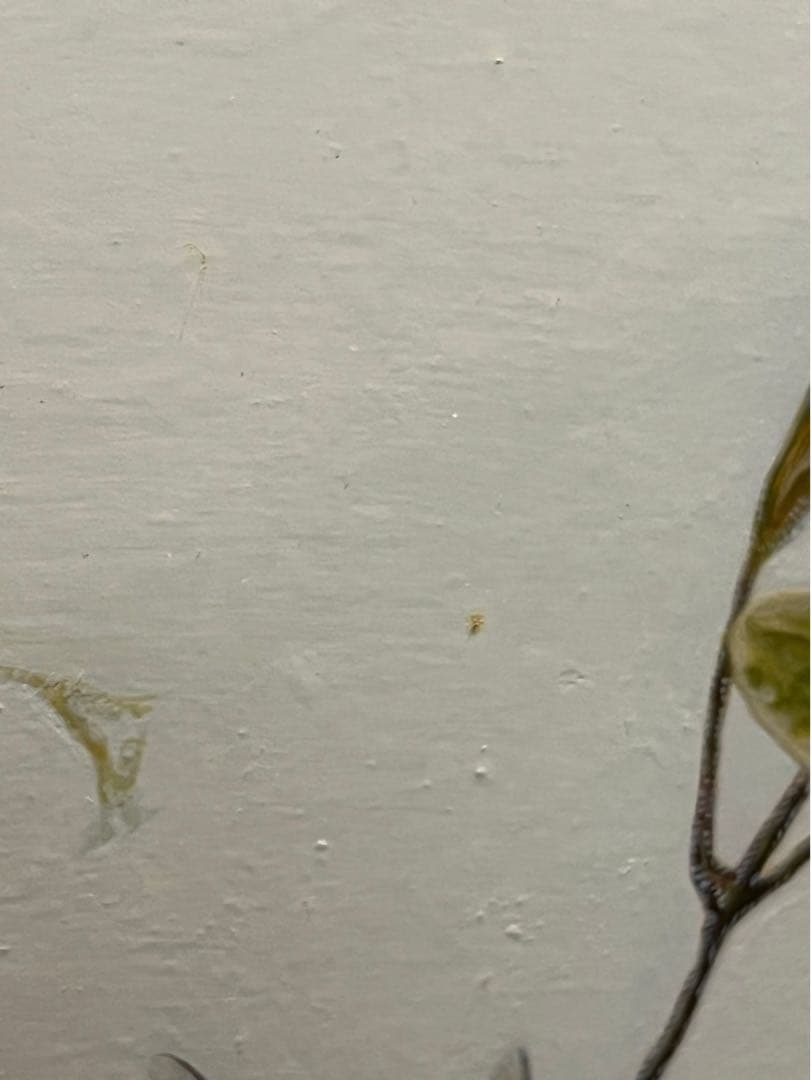 篠原愛 「Summer garden」2013年制作