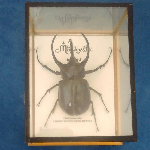 【巨大!】コーカサスオオカブト