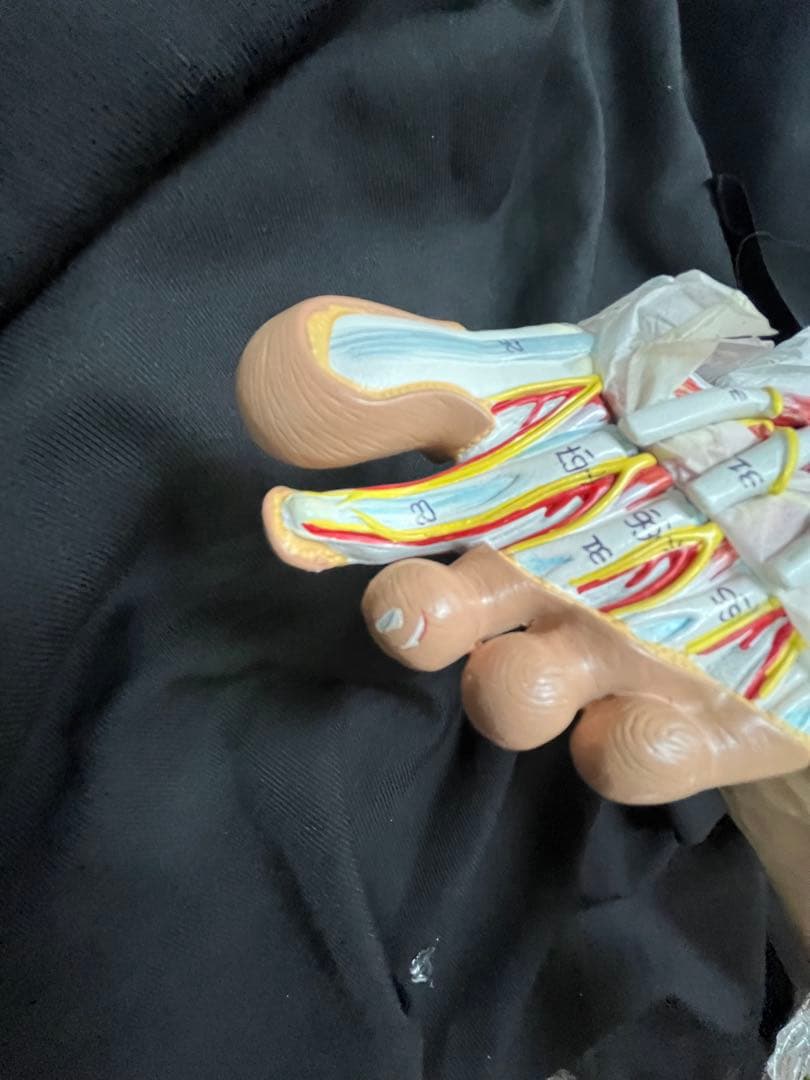 足　筋肉　模型 9分解　人体模型