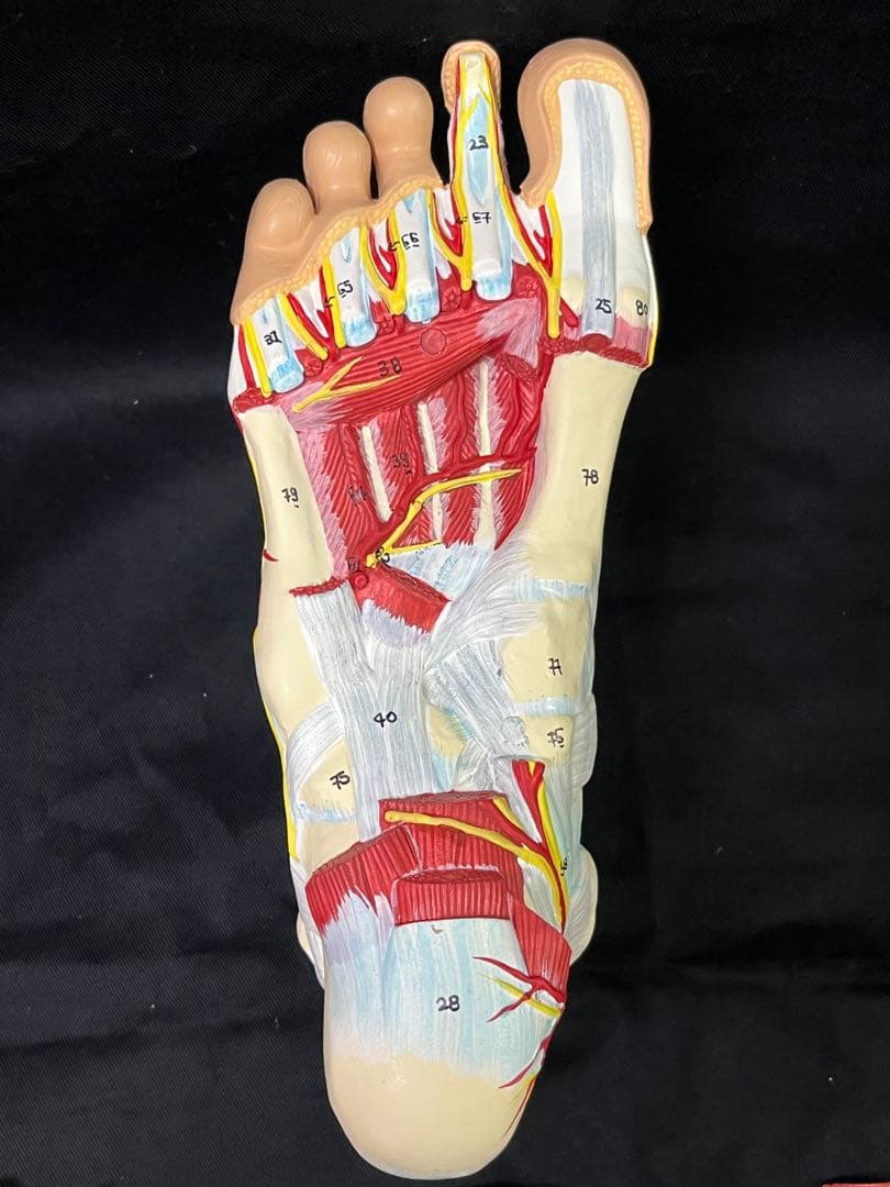 足　筋肉　模型 9分解　人体模型