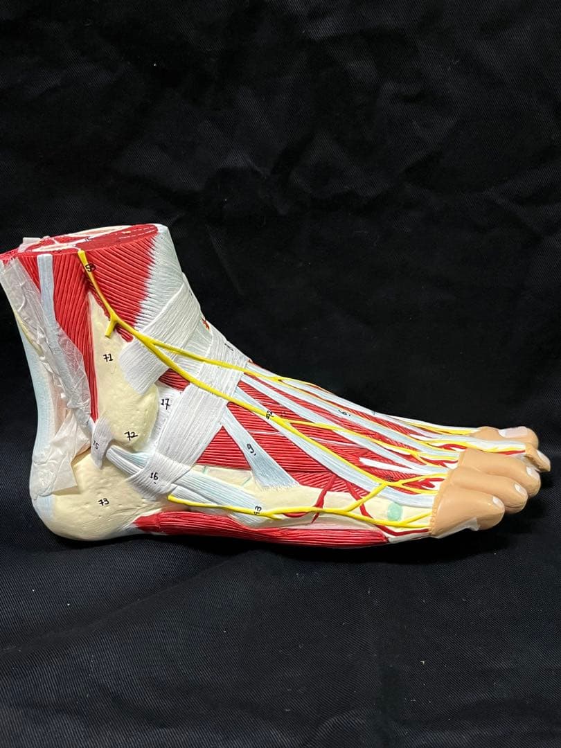 足　筋肉　模型 9分解　人体模型