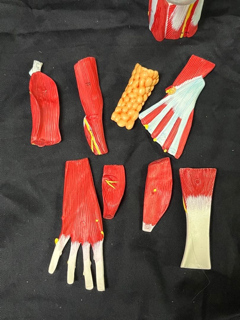 足　筋肉　模型 9分解　人体模型