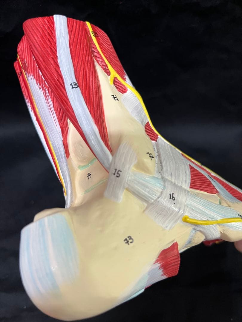 足　筋肉　模型 9分解　人体模型