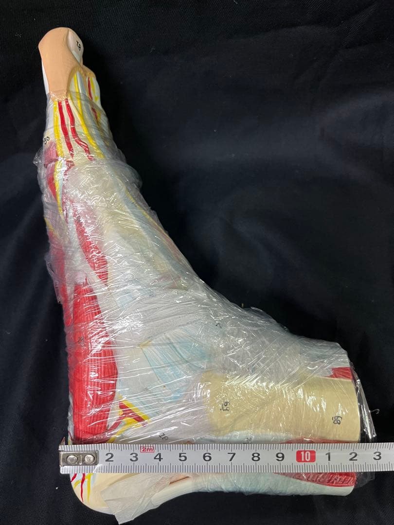 足　筋肉　模型 9分解　人体模型