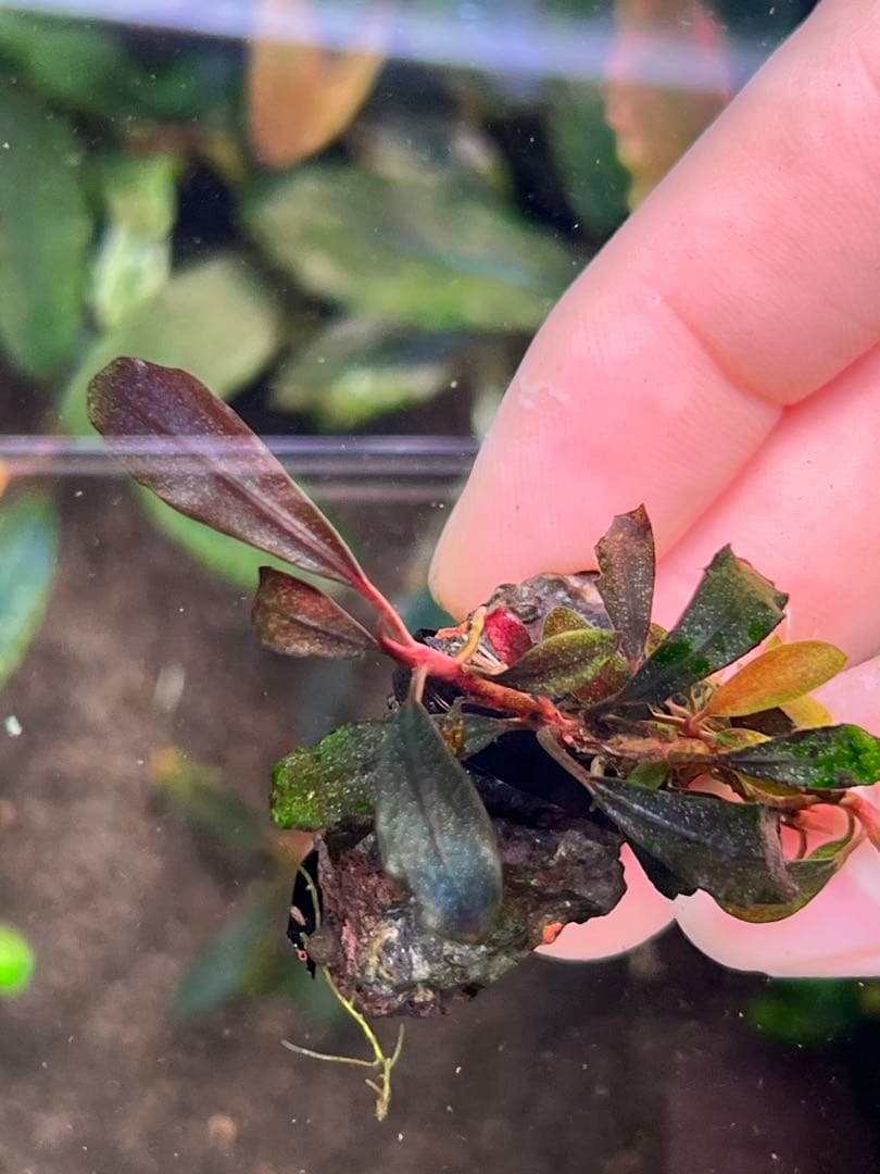 ブセファランドラspゴーストカリマンタン 3株