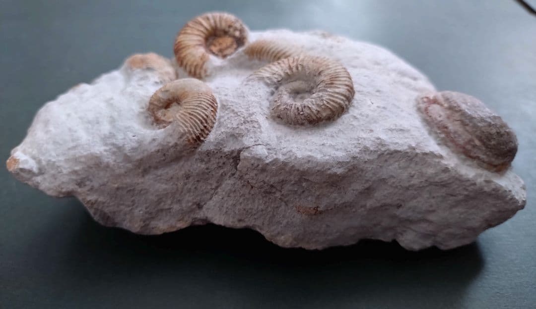 未確認種のアンモナイトと二枚貝の群集化石