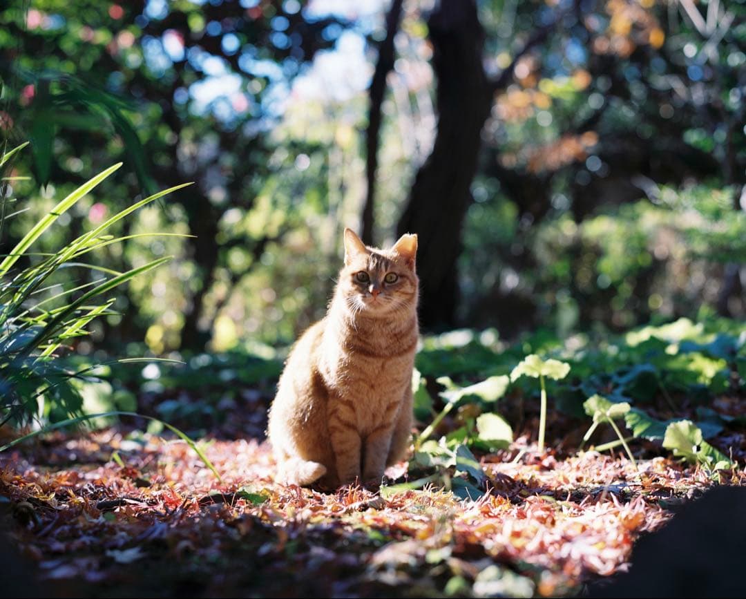 【期間限定割引中】PENTAX 67+TAKUMAR6×7 105mm F2.4