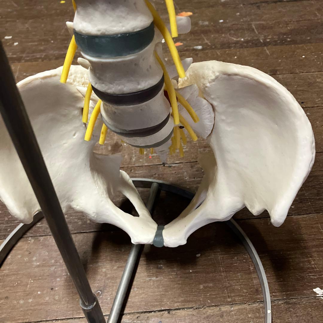 ソムソ　 SOMSO 人体模型