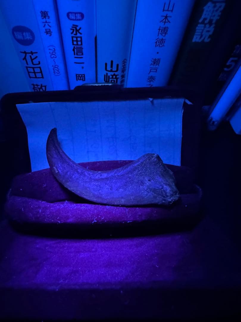 ラプトルの爪 化石 megalodonさん専用