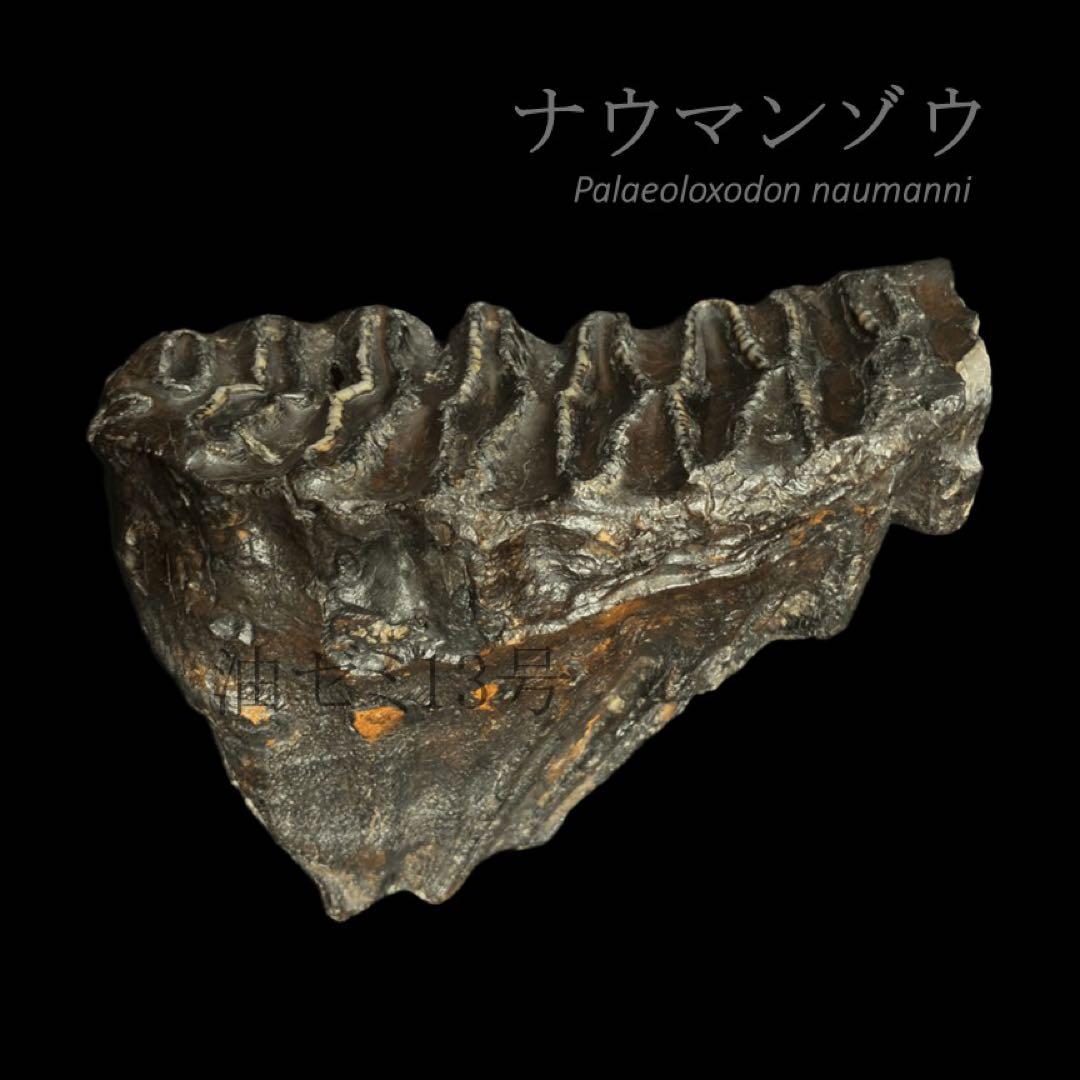 ナウマンゾウ　臼歯　化石　標本　コレクション
