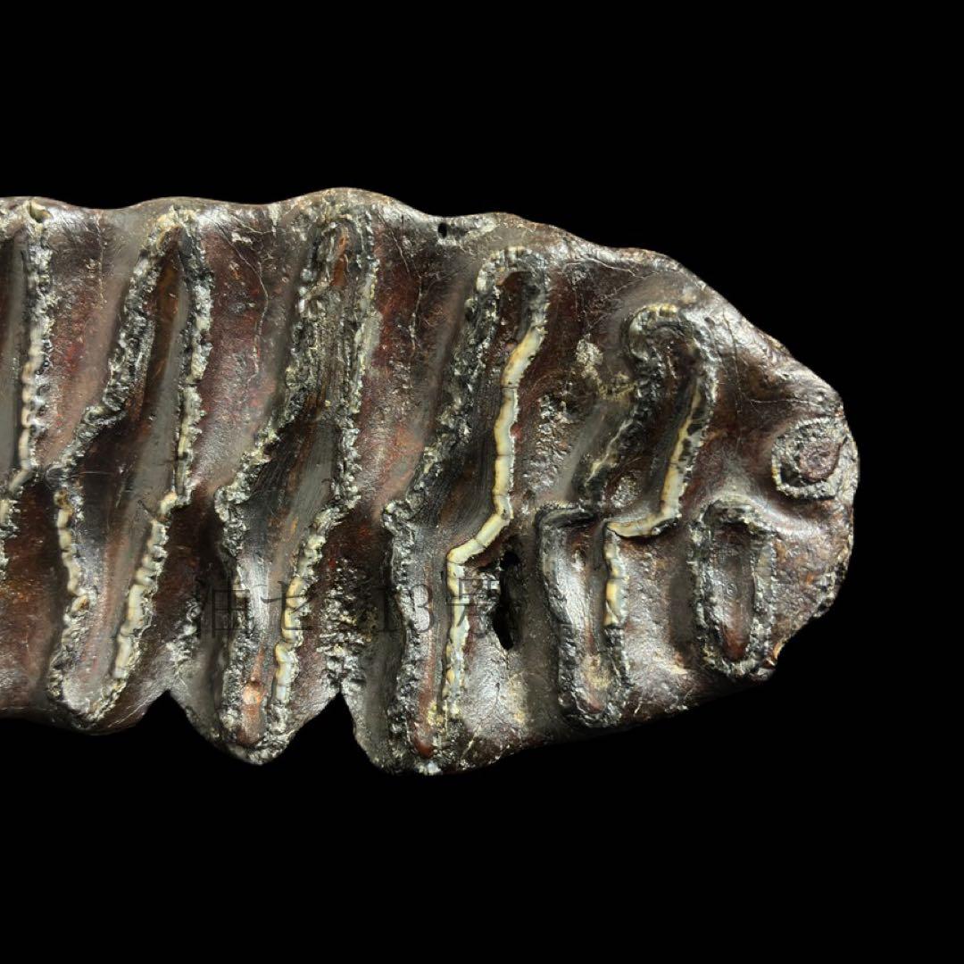 ナウマンゾウ　臼歯　化石　標本　コレクション