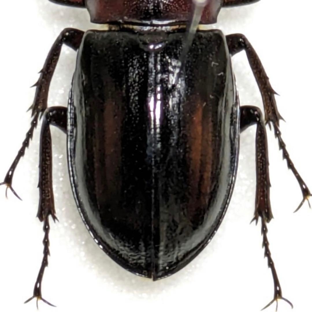 【昆虫標本】ミクラミヤマクワガタ 標本 野生 ワイルド 黄紋型