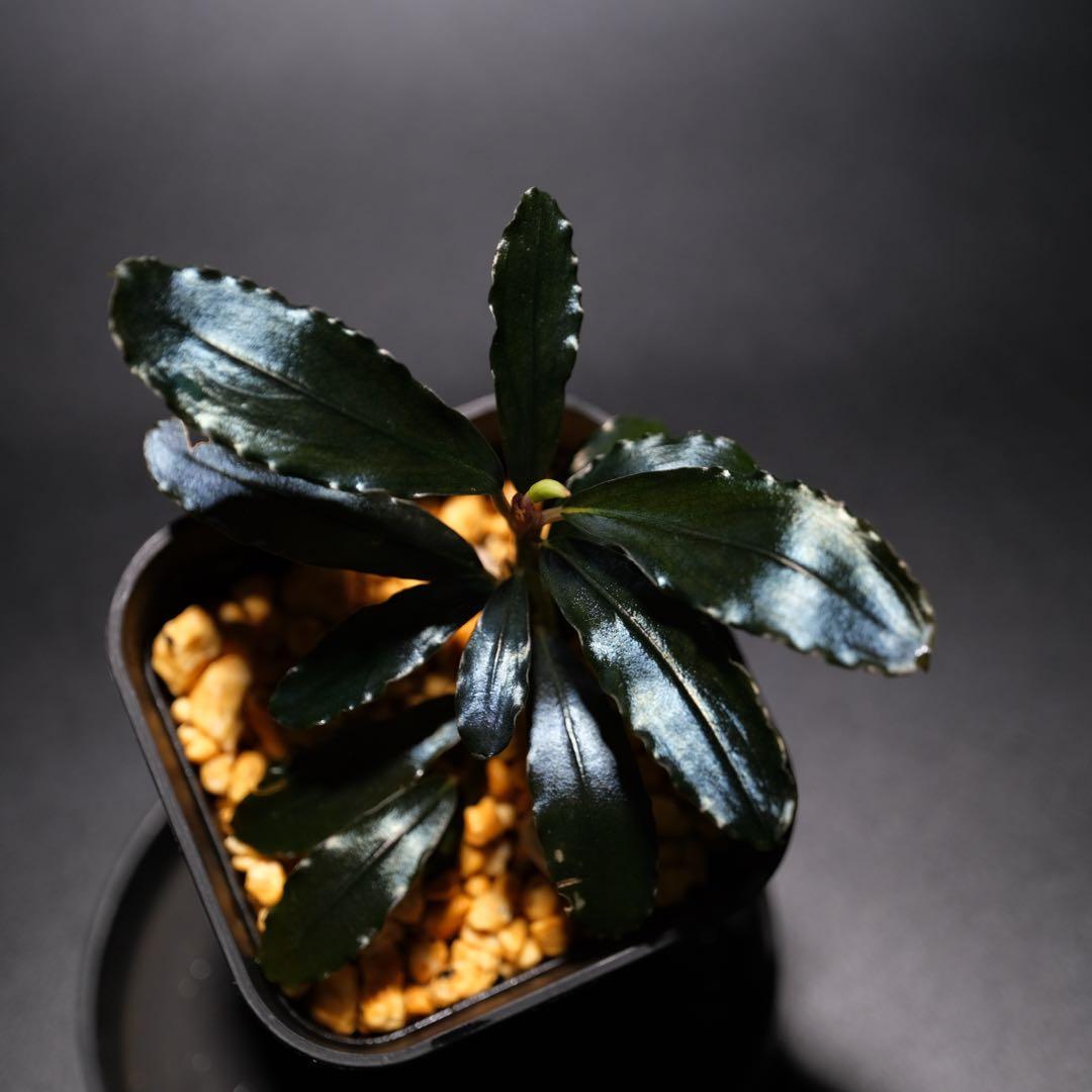 K@RさんBucephalandra sp. Dark Africa