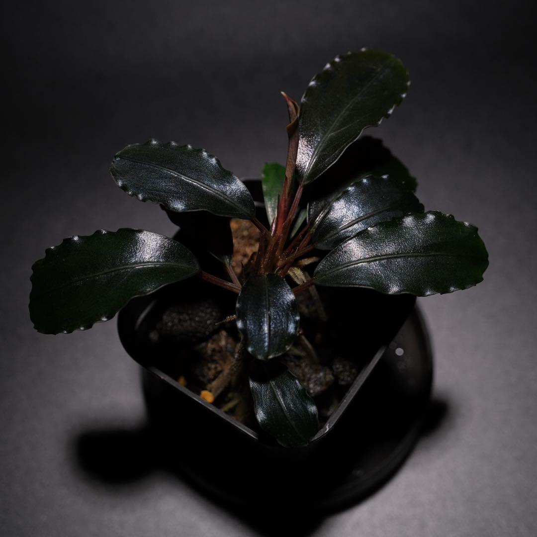 K@RさんBucephalandra sp. Dark Africa