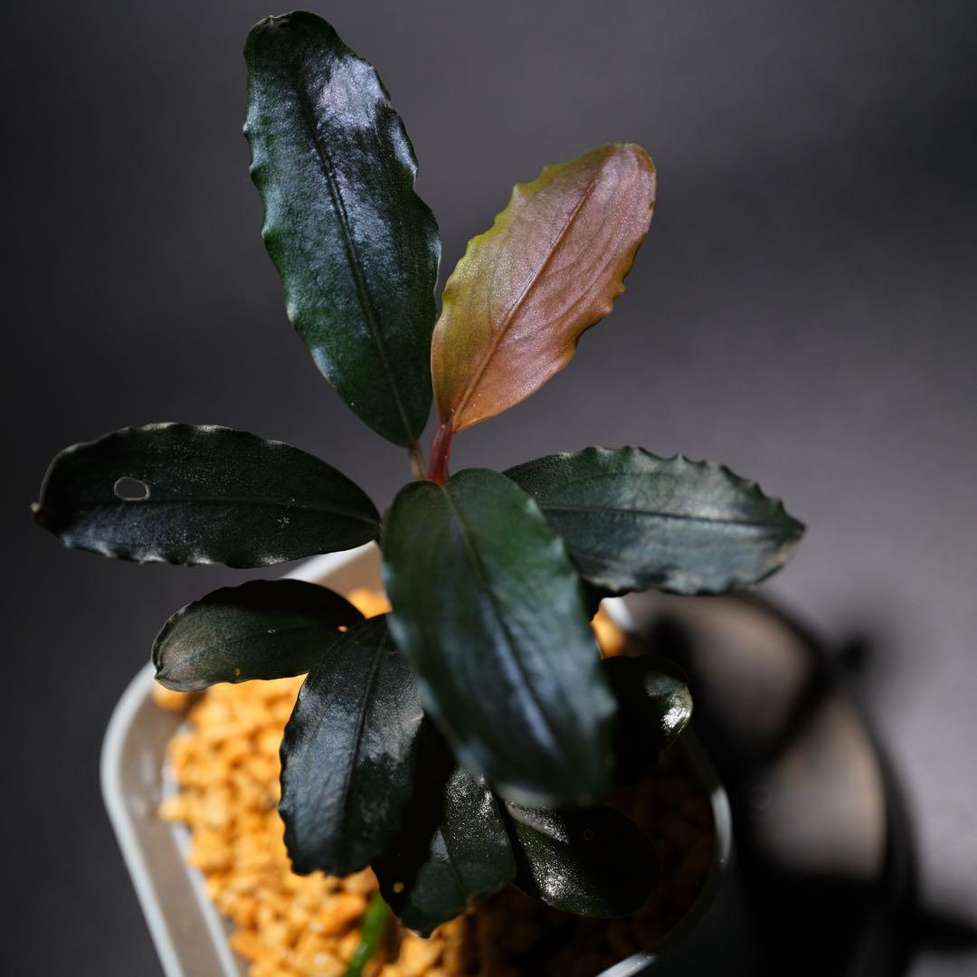 K@RさんBucephalandra sp. Dark Africa