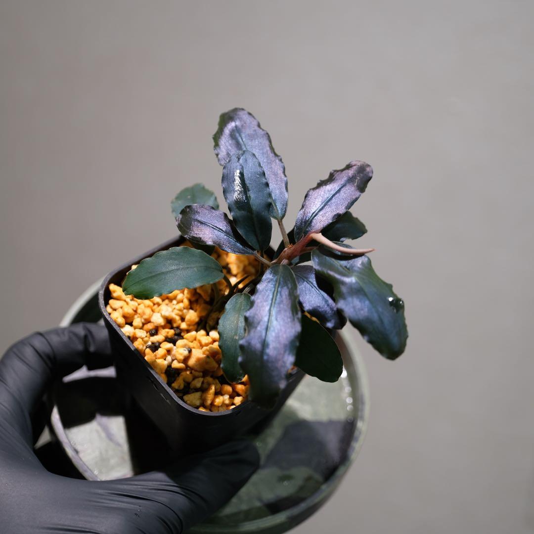 K@RさんBucephalandra sp. Dark Africa