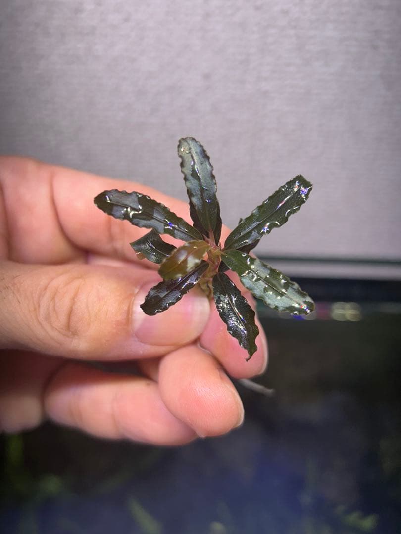 ブセファランドラクダガン レッド（ゴジラ）水上葉25株