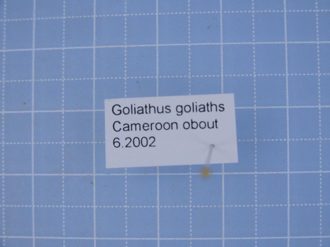 標本 Cameroon Goliathus goliathus 79mm