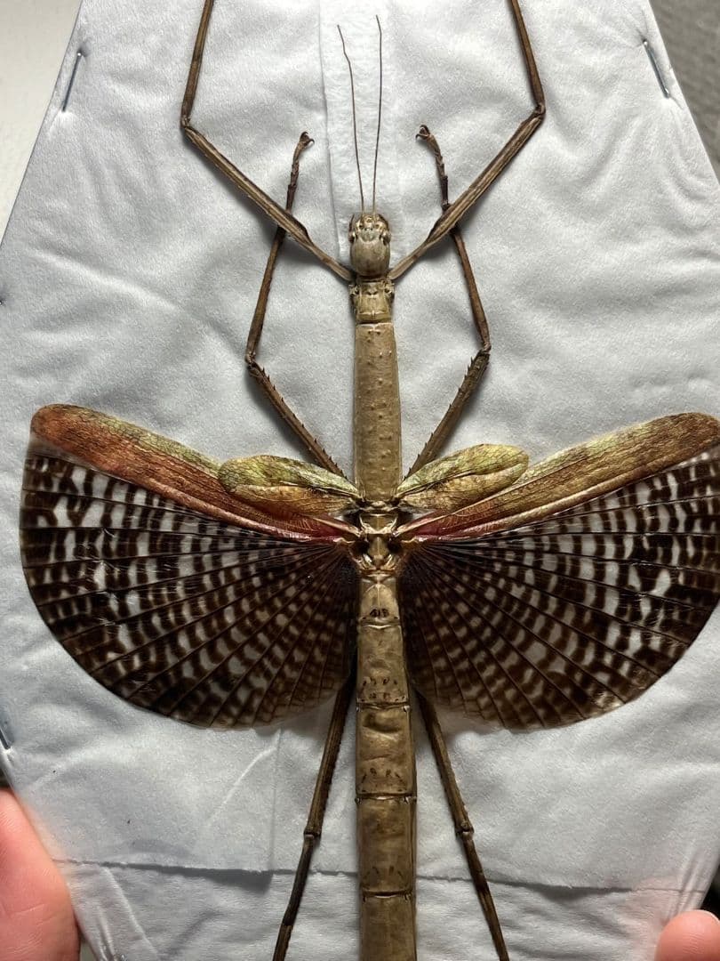 【極美】ブルナナフシ250mm程 コノハムシカマキリマンティス昆虫標本