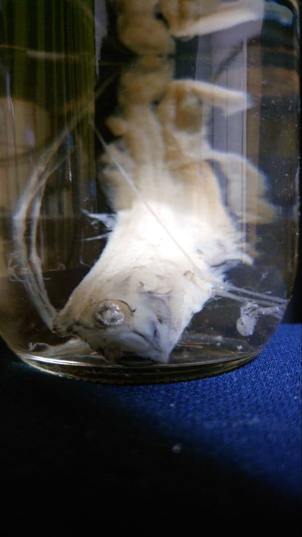 【激レア】リュウグウノツカイ（Regalecus glesne）エタノール標本