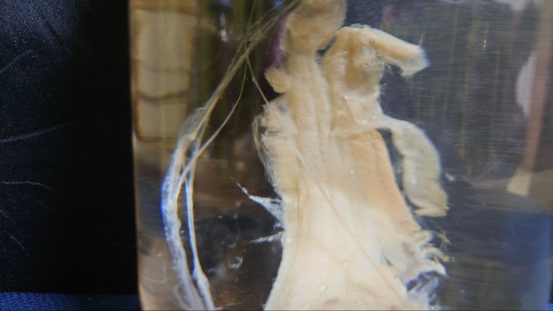 【激レア】リュウグウノツカイ（Regalecus glesne）エタノール標本